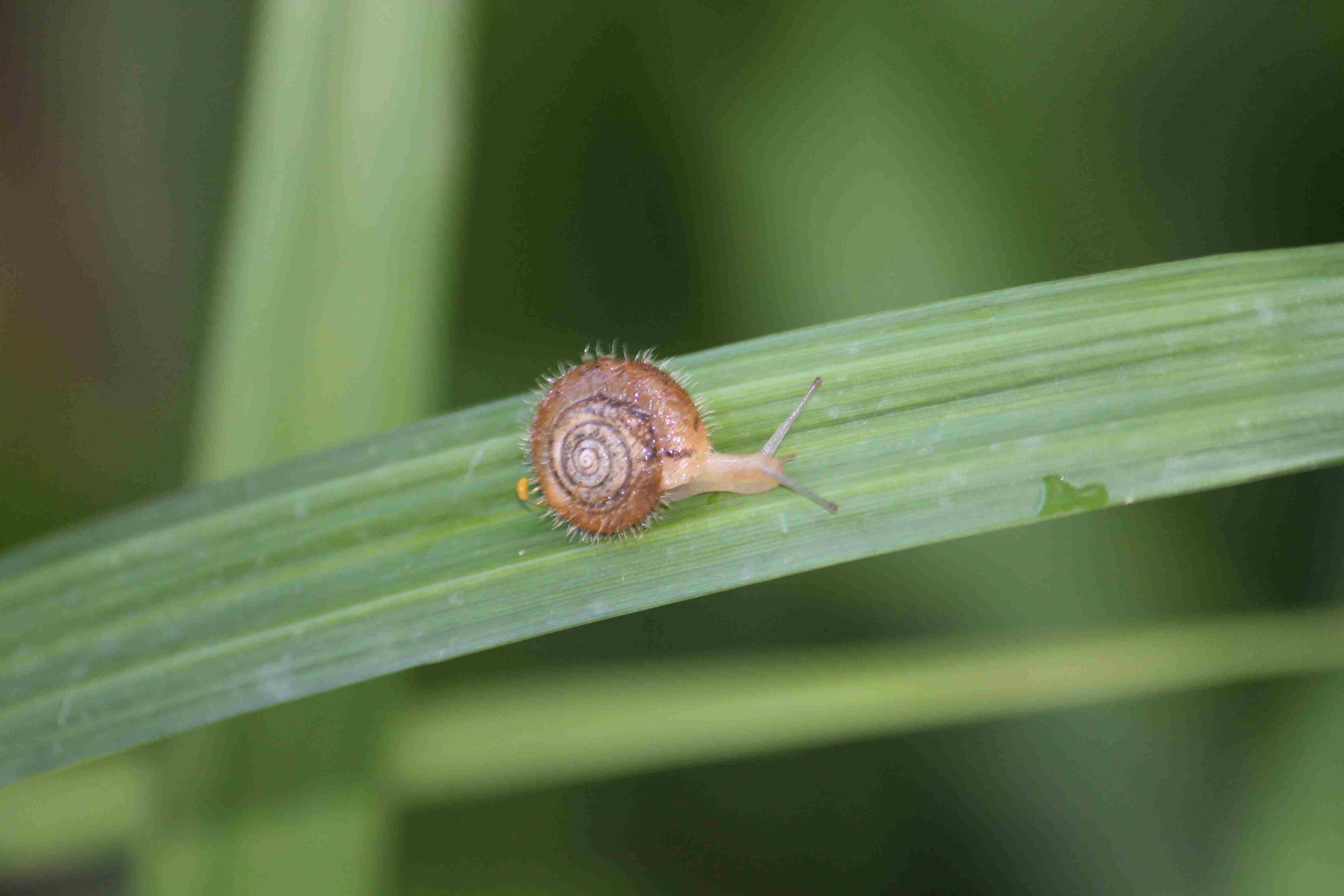 caracol